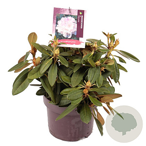 Rhododendron (Y) 'Silberwolke' 25-30 cm 5,0L