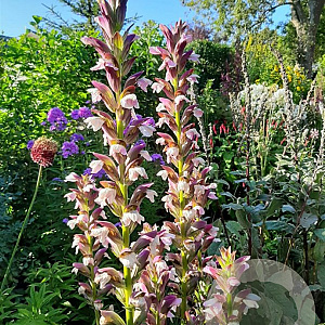 Acanthus mollis GM P9 BIO
