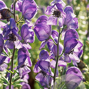 Aconitum napellus GM P9 BIO