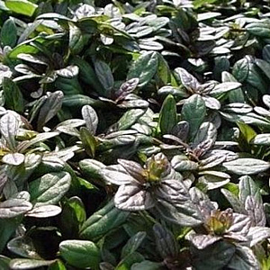 Ajuga tenorii 'Valfredda' GM P9 BIO