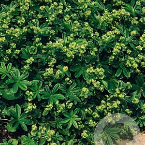 Alchemilla alpina GM P9 BIO