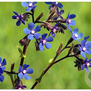 Anchusa azurea GM P9 BIO