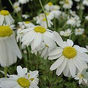 Anthemis carpatica 'Karpatenschnee' GM P9 BIO