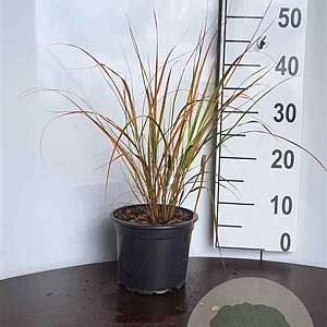 Anemanthele lessoniana GM P9 BIO