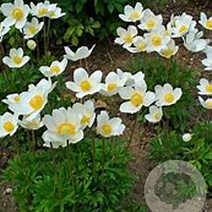 Anemone sylvestris GM P9 BIO