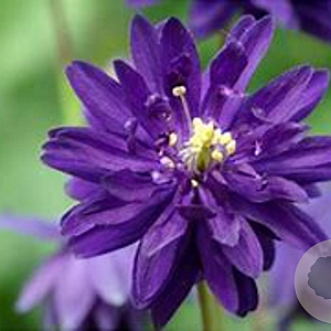 Aquilegia v. 'Blue Barlow' GM P9 BIO