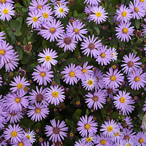 Aster ageratoides Pollux GM P9 BIO