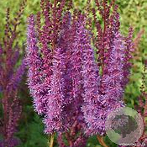 Astilbe c. 'Purpurkerze' GM P9 BIO