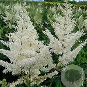 Astilbe (A) 'Diamant' GM P9 BIO