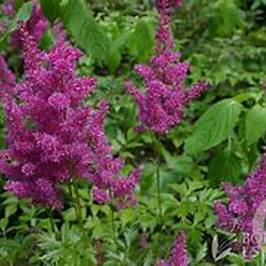 Astilbe (J) 'Mainz' GM P9 BIO