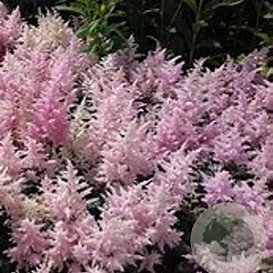Astilbe (J) 'Europa' GM P9 BIO