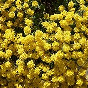 Aurinia saxatilis GM P9 BIO