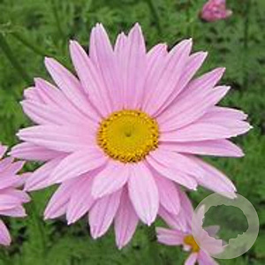 Chrysanthemum (R) 'Clara Curtis' GM P9 BIO