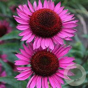 Echinacea p. 'Fatal Attraction' GM P9 BIO