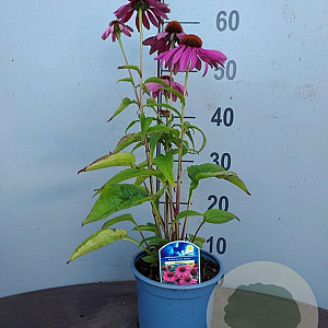 Echinacea p. 'Magnus' GM P9 BIO
