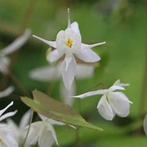 Epimedium y. 'Niveum' GM P9 BIO
