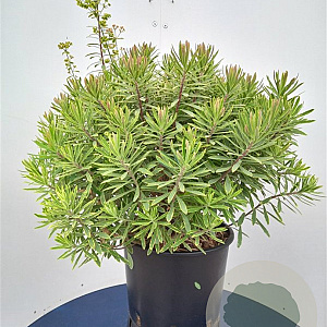 Euphorbia 'Ascot Rainbow' GM P9 BIO