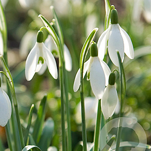 Galanthus nivalis GM P9 BIO