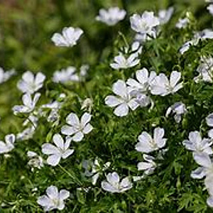 Geranium sang. 'Album' GM P9 BIO