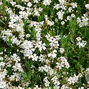 Gypsophila repens 'Alba' GM P9 BIO