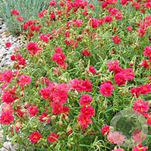 Helianthemum 'Cerise Queen' GM P9 BIO