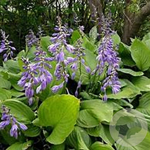 Hosta ventricosa GM P9 BIO