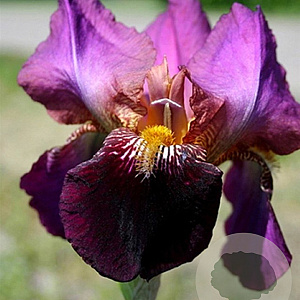 Iris (G) 'Senlac' GM P9 BIO