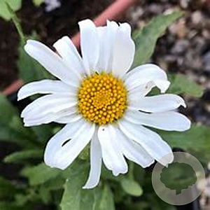 Leucanthemum (S) 'Alaska' GM P9 BIO