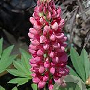 Lupinus 'Gallery Red' GM P9 BIO