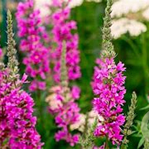 Lythrum sal. 'Morden Pink' GM P9 BIO