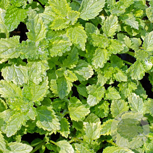 Nepeta 'Six Hills Gold' GM P9 BIO