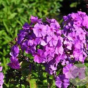 Phlox (P) 'Amethyst' GM P9 BIO