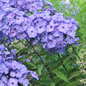 Phlox (P) 'Blue Paradise' GM P9 BIO