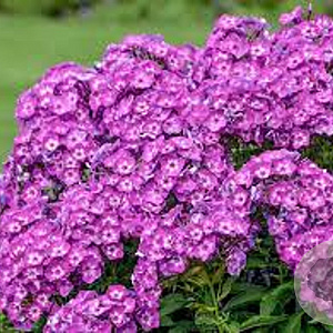 Phlox (P) 'Laura' GM P9 BIO