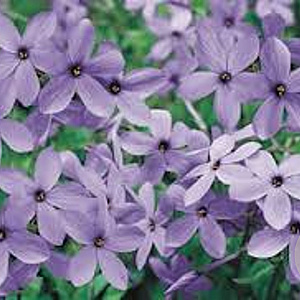 Phlox stolon. 'Blue Ridge' GM P9 BIO