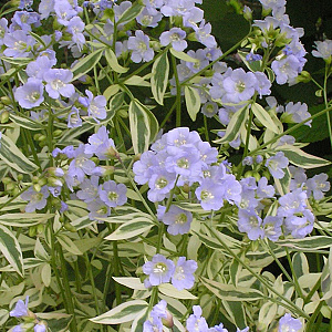 Polemonium r. 'Stairway to Heaven' GM P9 BIO