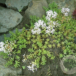 Sedum album GM P9 BIO