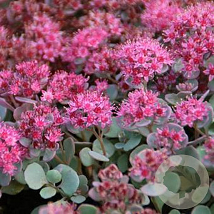 Sedum cauticola 'Lidakense' GM P9 BIO