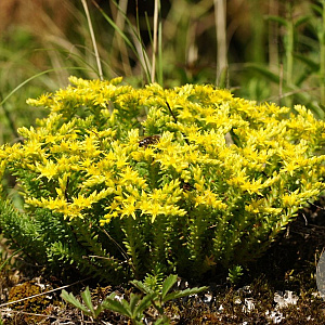 Sedum sexangulare GM P9 BIO
