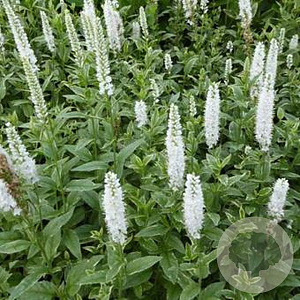 Veronica longif. 'Charlotte' GM P9 BIO