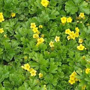 Waldsteinia ternata GM P9 BIO