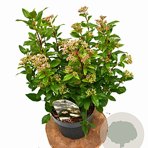 Viburnum tinus 30-40 cm 3,0L