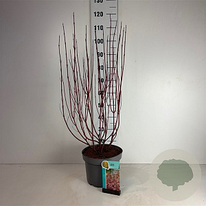 Cornus alba Miracle 80-100 cm 10L