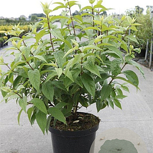 Deutzia hybrida 'Strawberry Fields' 80-100 cm 10L