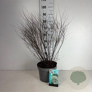 Spiraea arguta 60-80 cm 10L