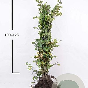 Carpinus betulus 100-125 cm wortelgoed