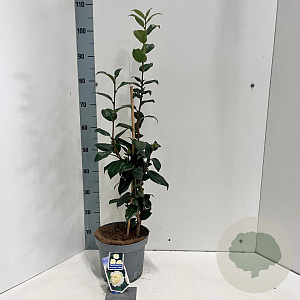 Camellia j. 'Brushfield's Yellow' 60-70 cm 5,0L