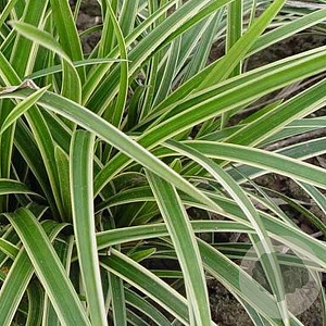 Carex morrowii 'Ice Dance' GM P9