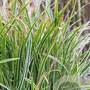 Carex morrowii 'Ice Dance' GM P9