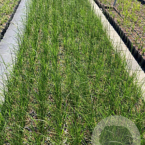 Deschampsia cesp. 'Goldschleier' GM 2,0L
